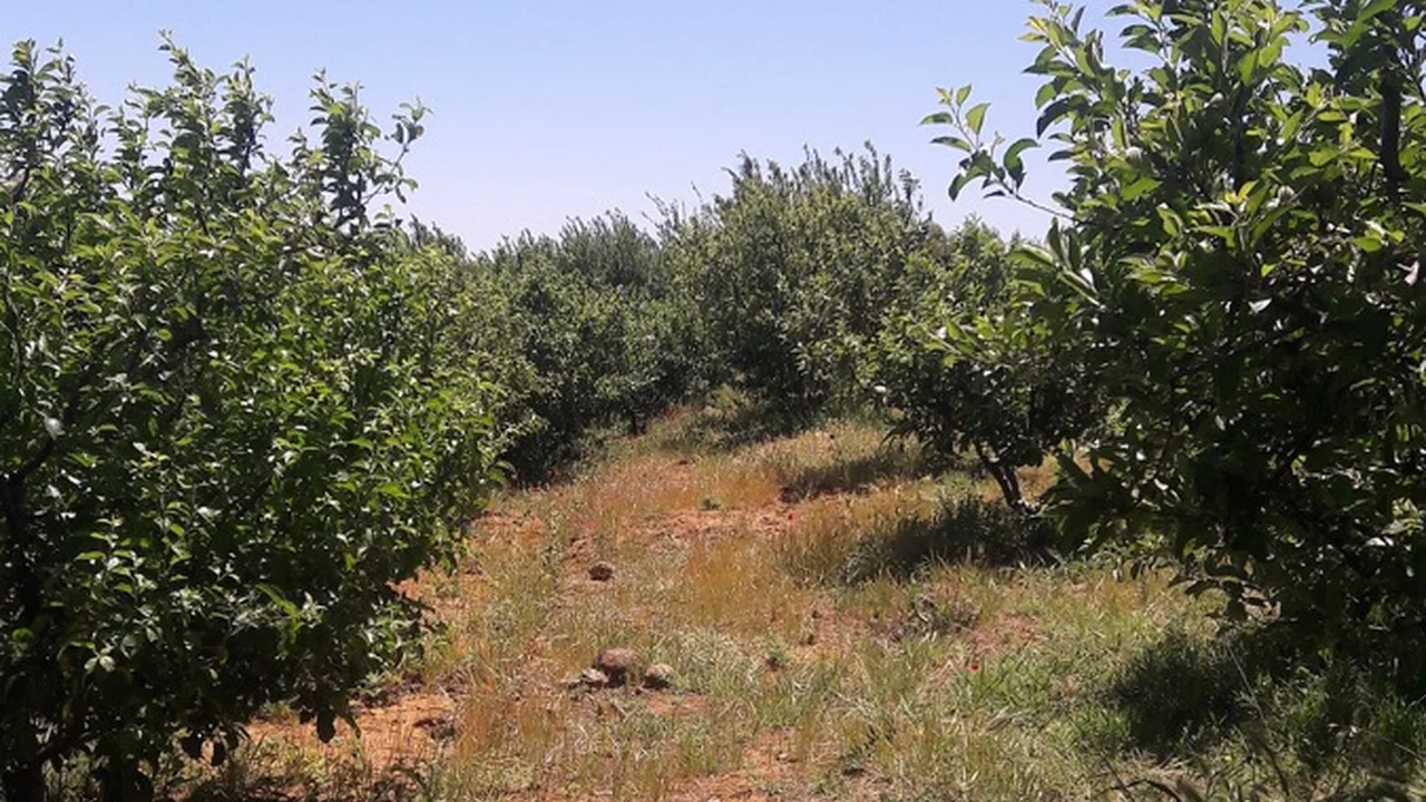 حقل تفاح في دير ناطر بمحافظة حماة، ٢٠١٩